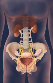 GP-3.Fem_.urinary.syst_