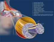 N-1.Nerve_.anatomy