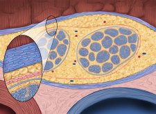 N-6.Nerve-anatomy N-6.Nerve-anatomy