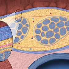 N-6.Nerve-anatomy