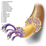 N-7.Nerve-morphology